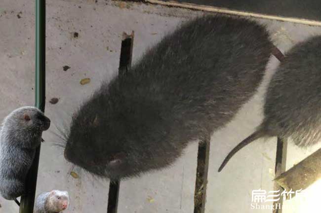 竹鼠養殖網