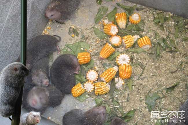 無錫竹鼠養殖