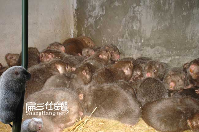 無錫竹鼠批發