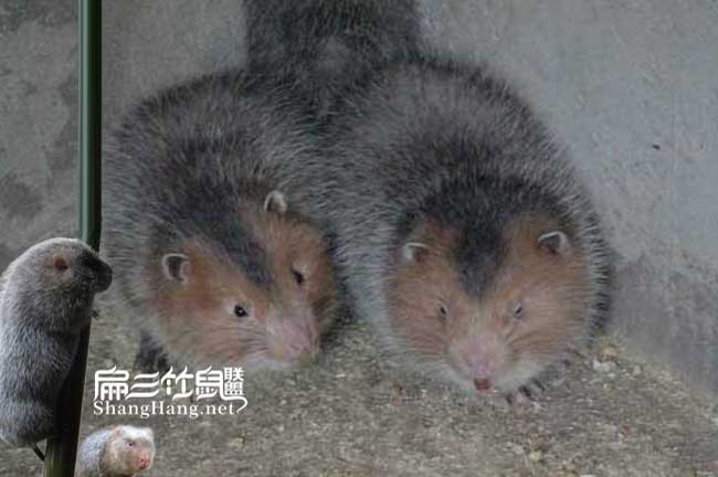 湖南長沙竹鼠種苗批發