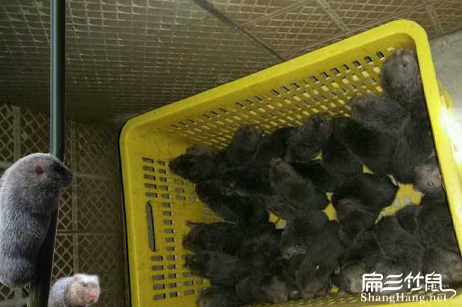 300對 石家莊竹鼠養殖秦皇島種苗基地 掌握竹鼠的品種技術