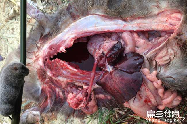 十大竹鼠養殖技術腸炎