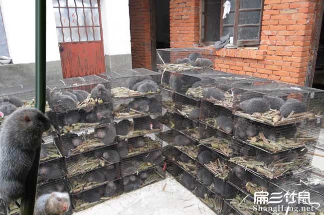 麗江竹鼠批發