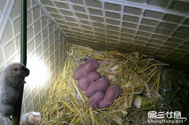 西山竹鼠種苗批發