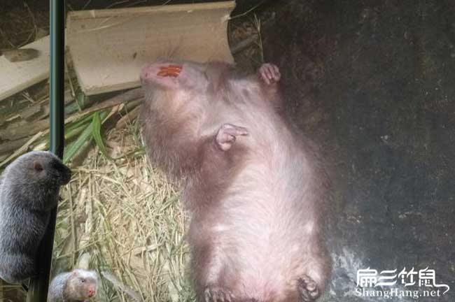 水南竹鼠養殖