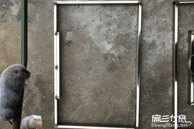資中竹鼠批發