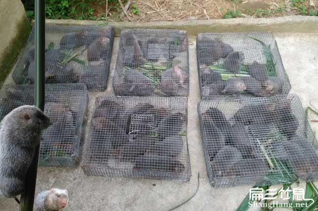 云南竹鼠種苗批發