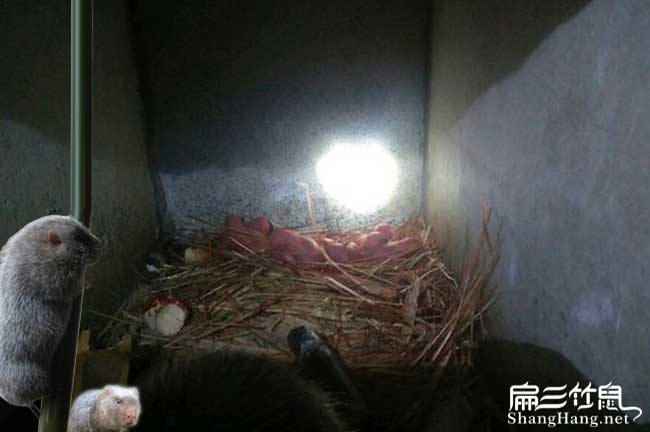 岳陽竹鼠養殖