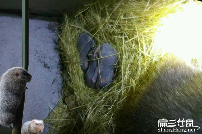 隆堯竹鼠養殖
