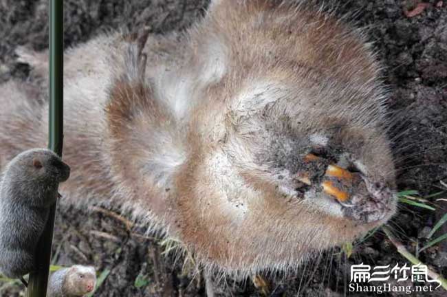 任縣竹鼠養殖