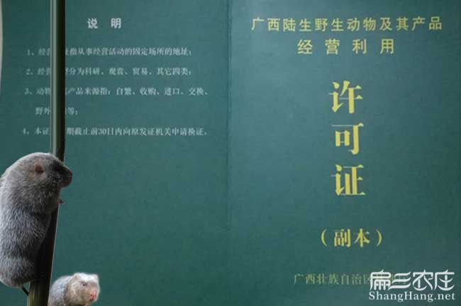 衡陽竹鼠養殖辦證件