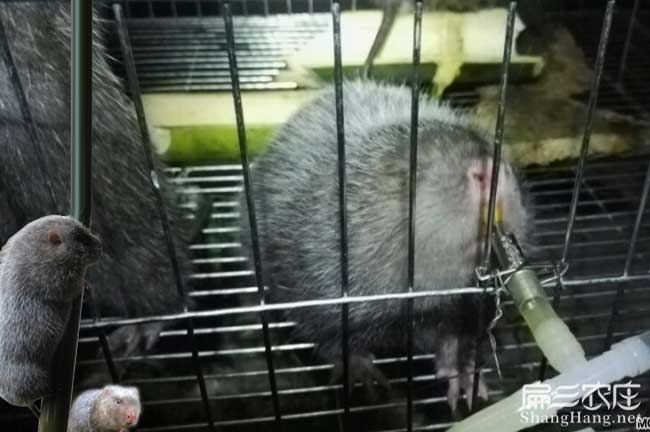 石家莊竹鼠養殖技術培訓種苗批發基地