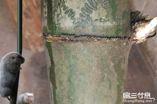 館陶竹鼠養殖