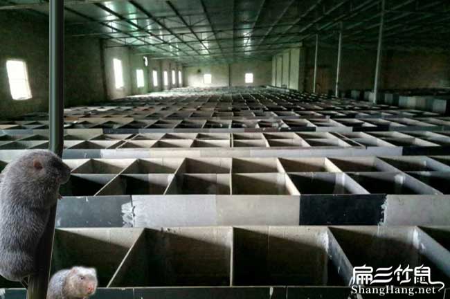 北京竹鼠養殖