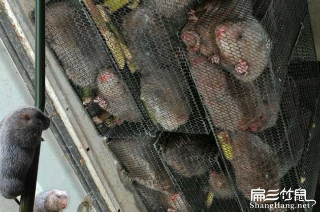 行唐竹鼠養殖基地