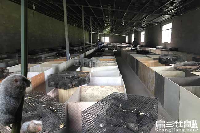 西雙版納養竹鼠