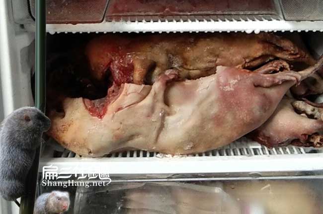麻陽竹鼠批發