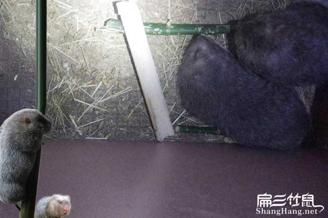 河池竹鼠種苗批發