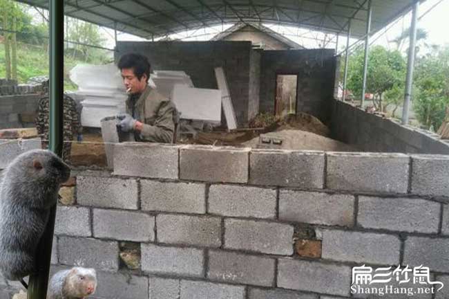 柏鄉竹鼠養殖