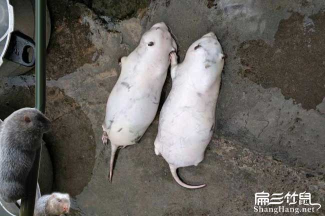 閩侯竹鼠養殖基地