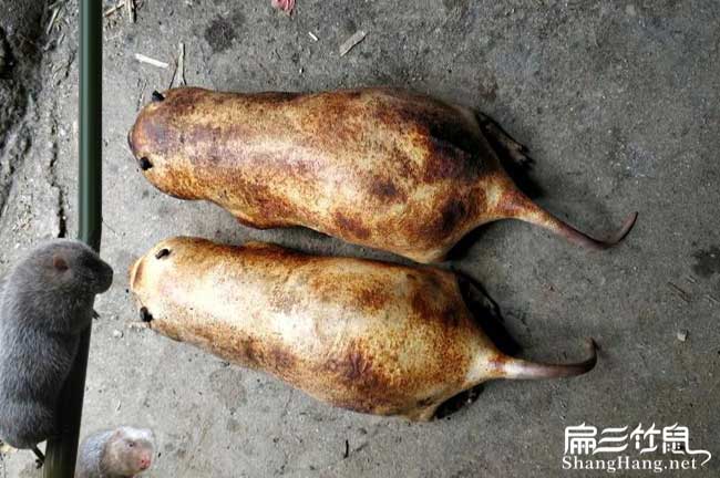成都竹鼠批發