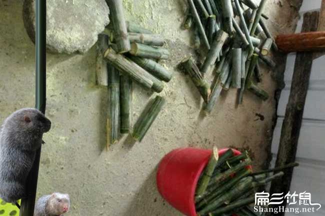 福州竹鼠種苗批發