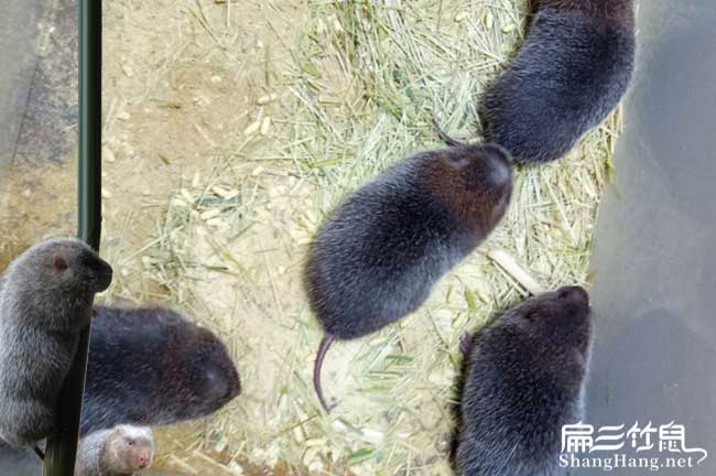 北京竹鼠養殖