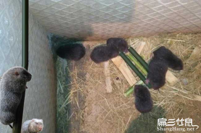 桂平竹鼠養殖