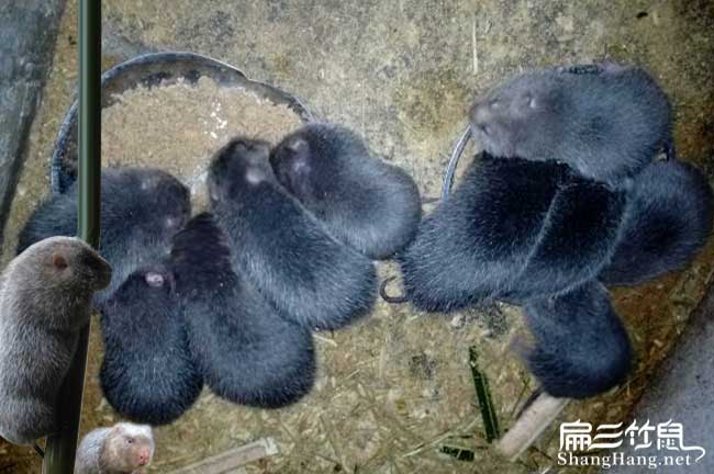 蒲江竹鼠養殖