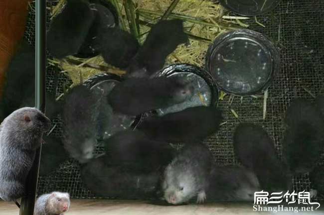 云南竹鼠技術群