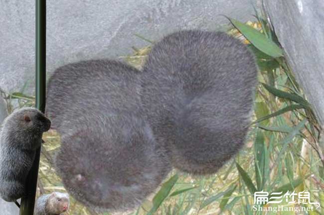 淶水竹鼠養殖