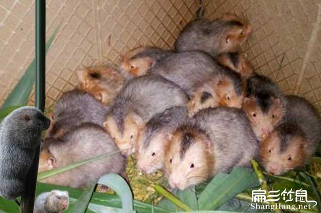 廣西竹鼠價格