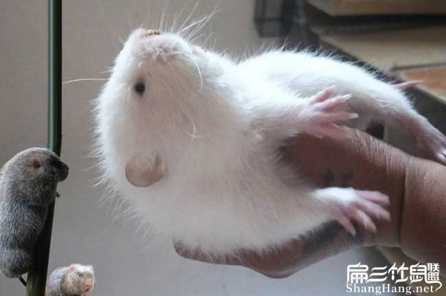 桂林月月兔竹鼠養殖