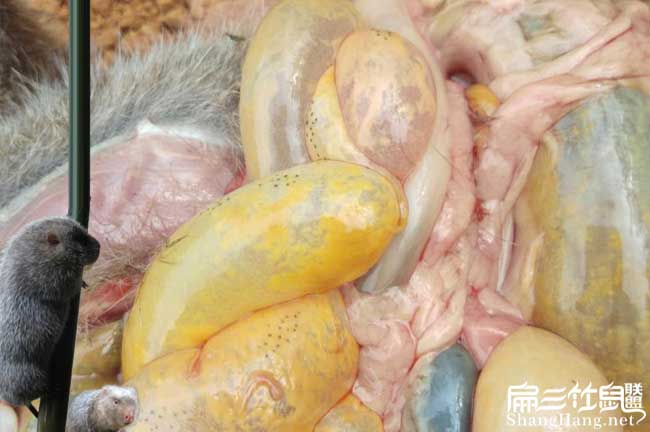 竹鼠腸炎圖片