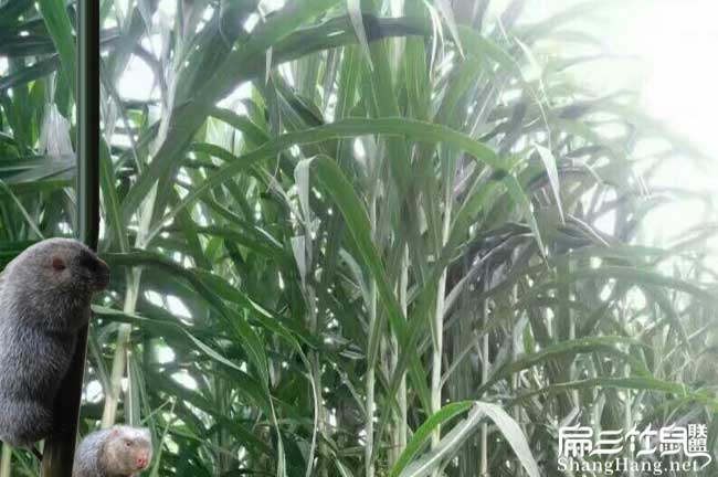 竹鼠養殖牧草