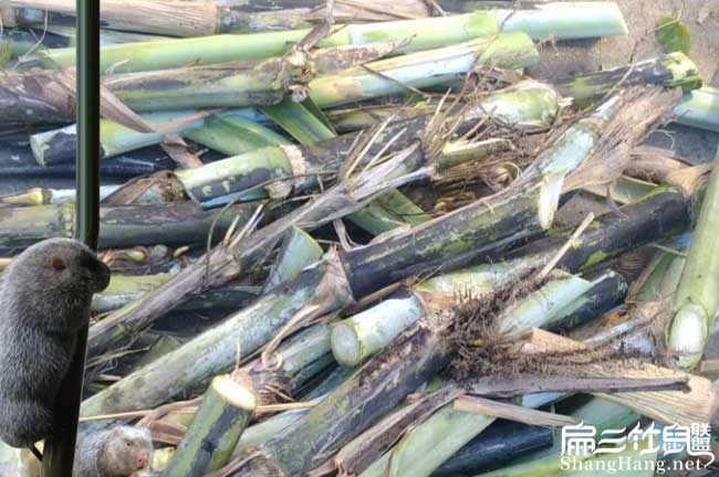 養竹鼠學員群