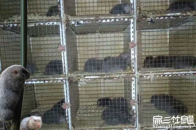 立體養殖竹鼠