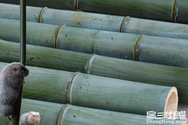 請重慶竹鼠養殖戶進入(竹鼠種苗價格Good)