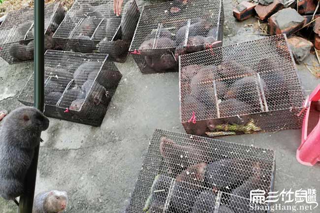 商品竹鼠回收