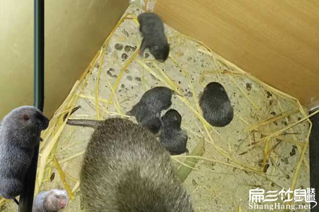 桂林銀星c紅頰竹鼠產業