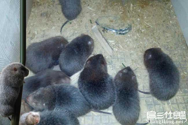 廣州竹鼠批發商