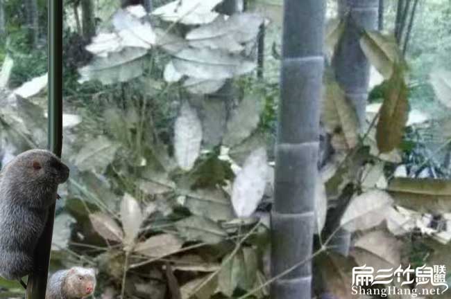 龍巖竹子批發
