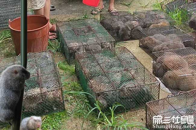竹2024鼠批發