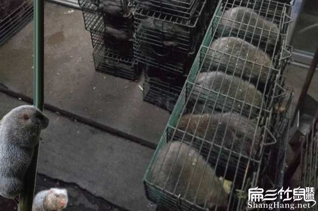 竹鼠一公一母養殖方法