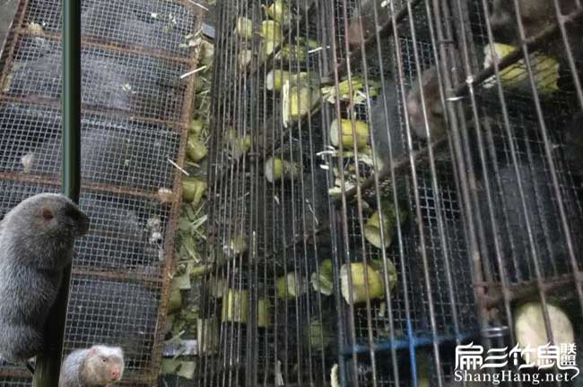 龍巖竹鼠運輸