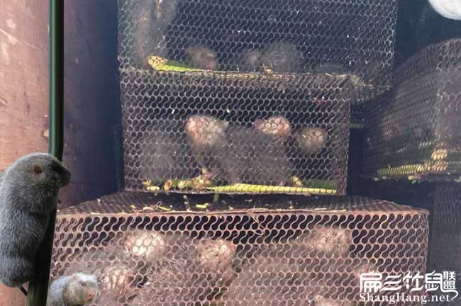 竹鼠批發