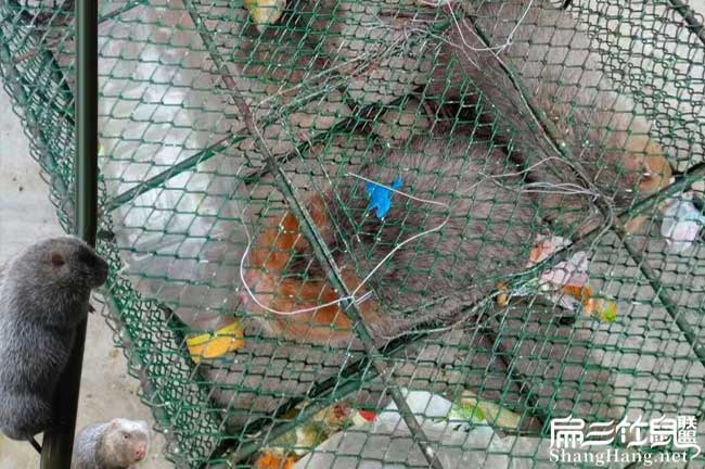 竹鼠發貨