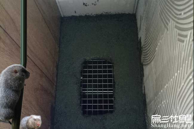 怎么養殖竹鼠在角美? 怎么養殖竹鼠在角美?