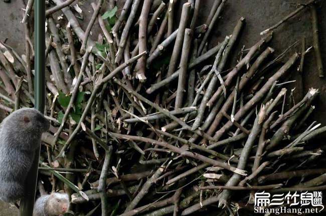 竹鼠養殖中藥