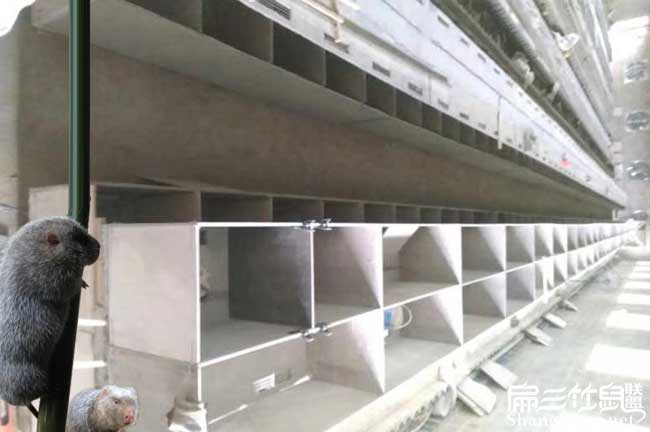 大型竹鼠養殖基地